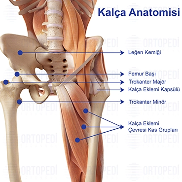 Kalça Anatomisi