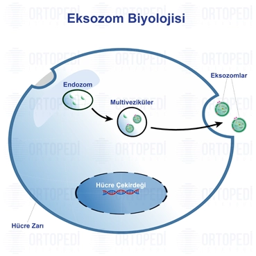 Eksozom Biyolojisi